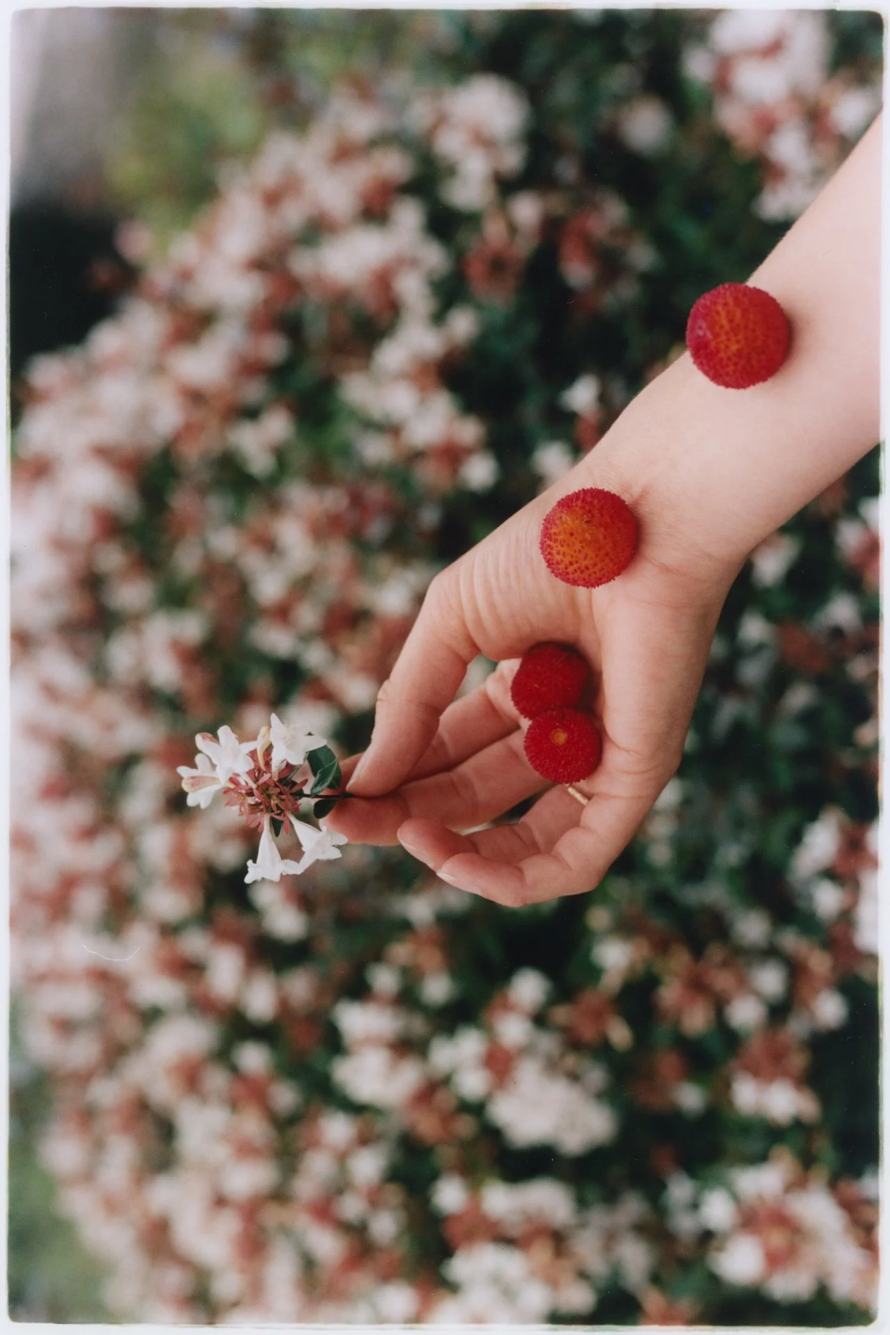 Baux-de-Provence - Diary