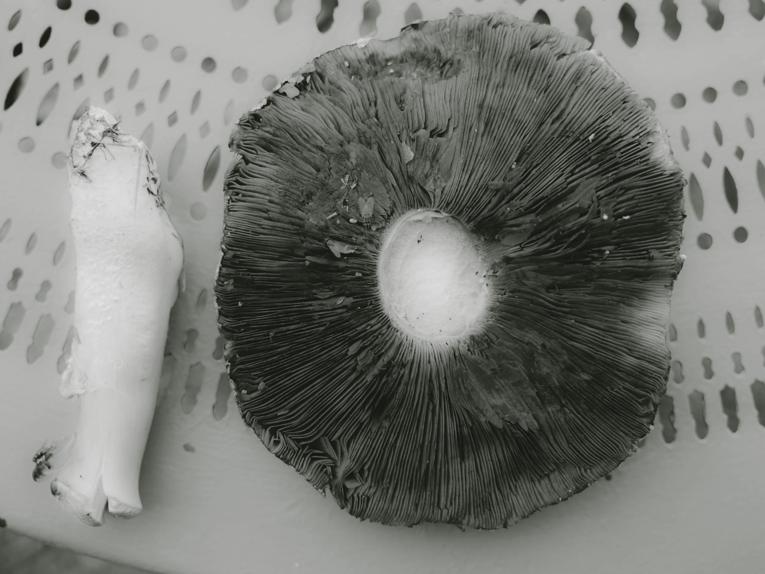 portfolio liminale-4.jpg