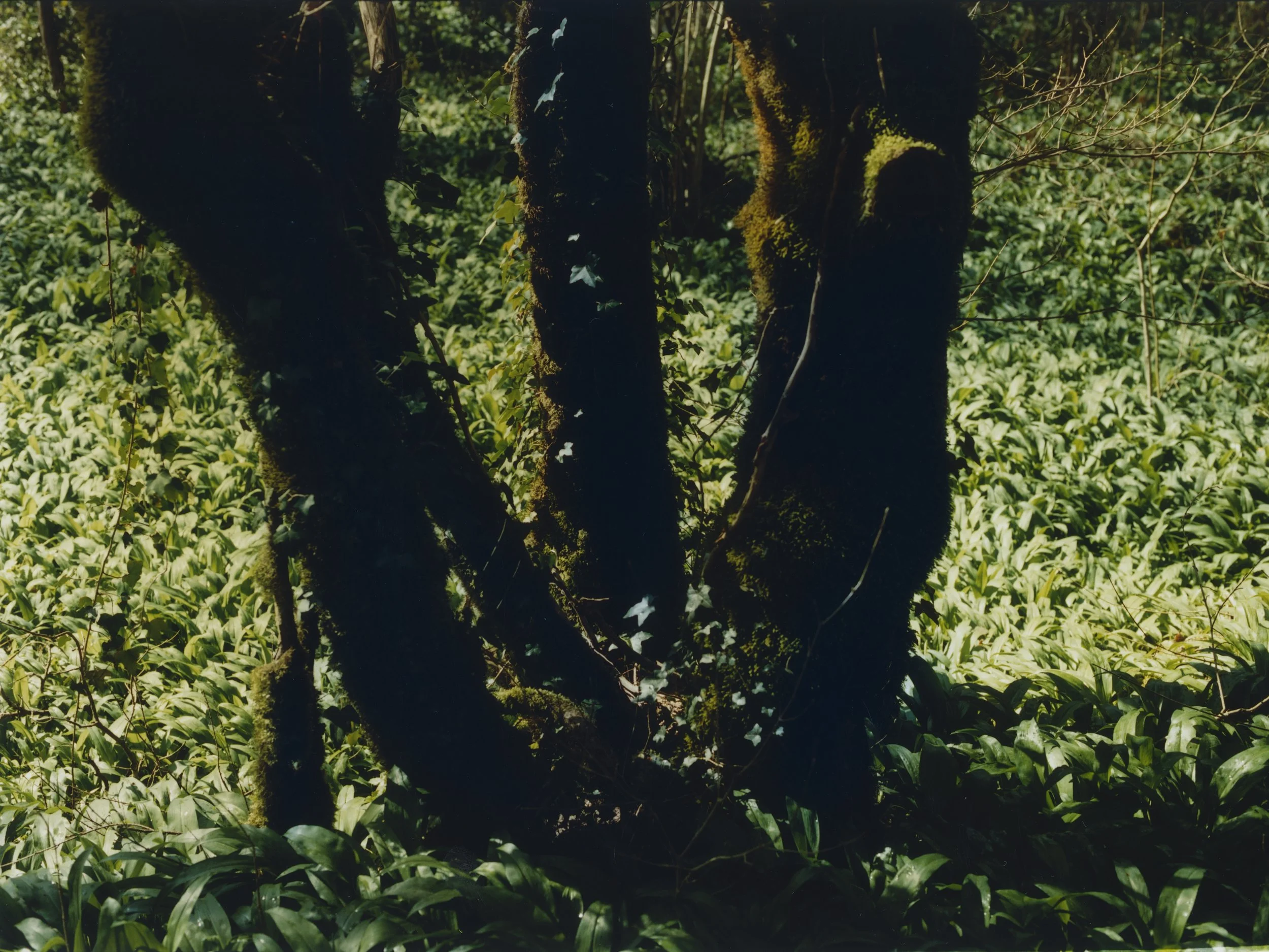 portfolio liminale-3.jpg