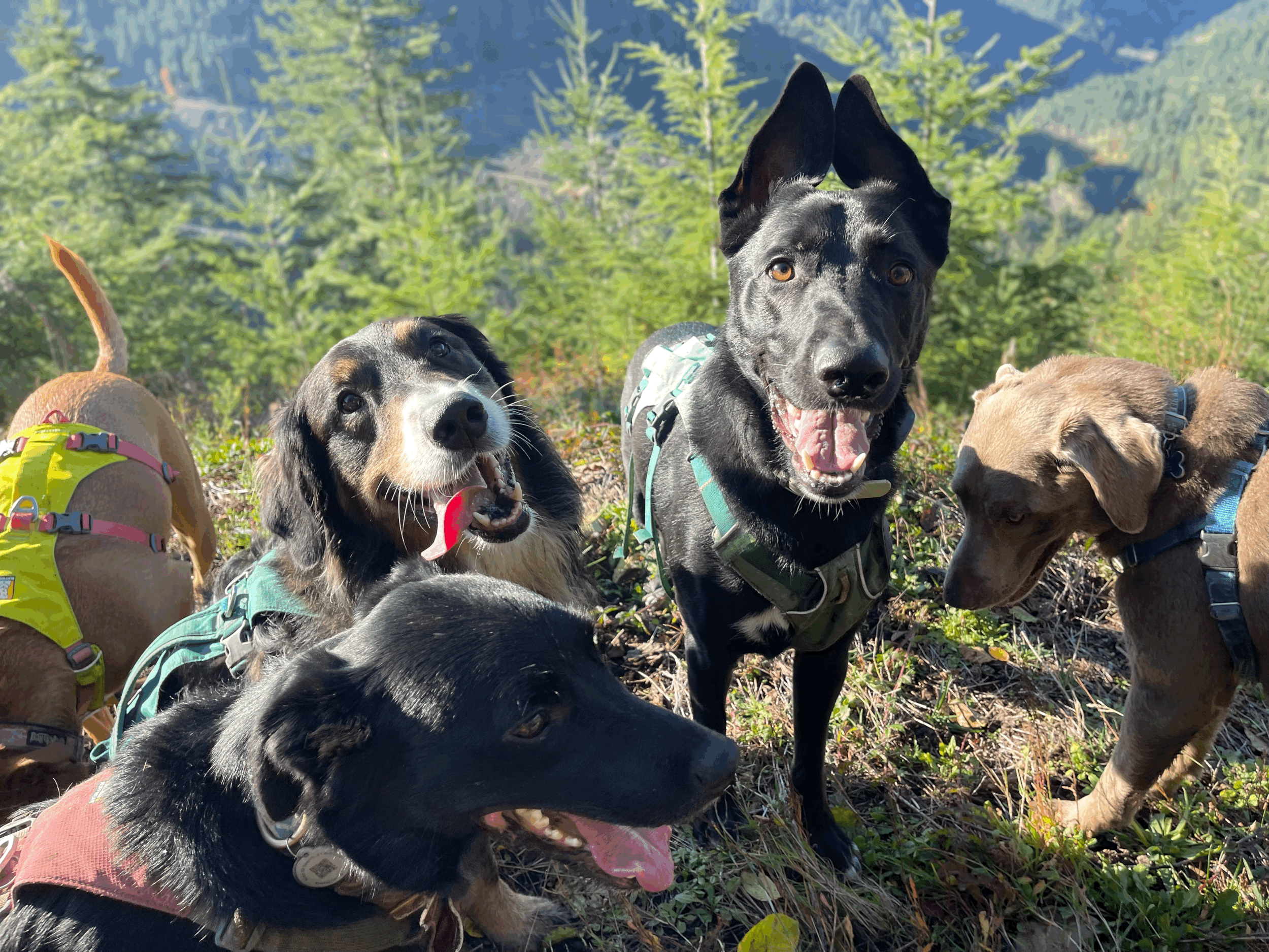 Dog leader showing calm confidence on a trail