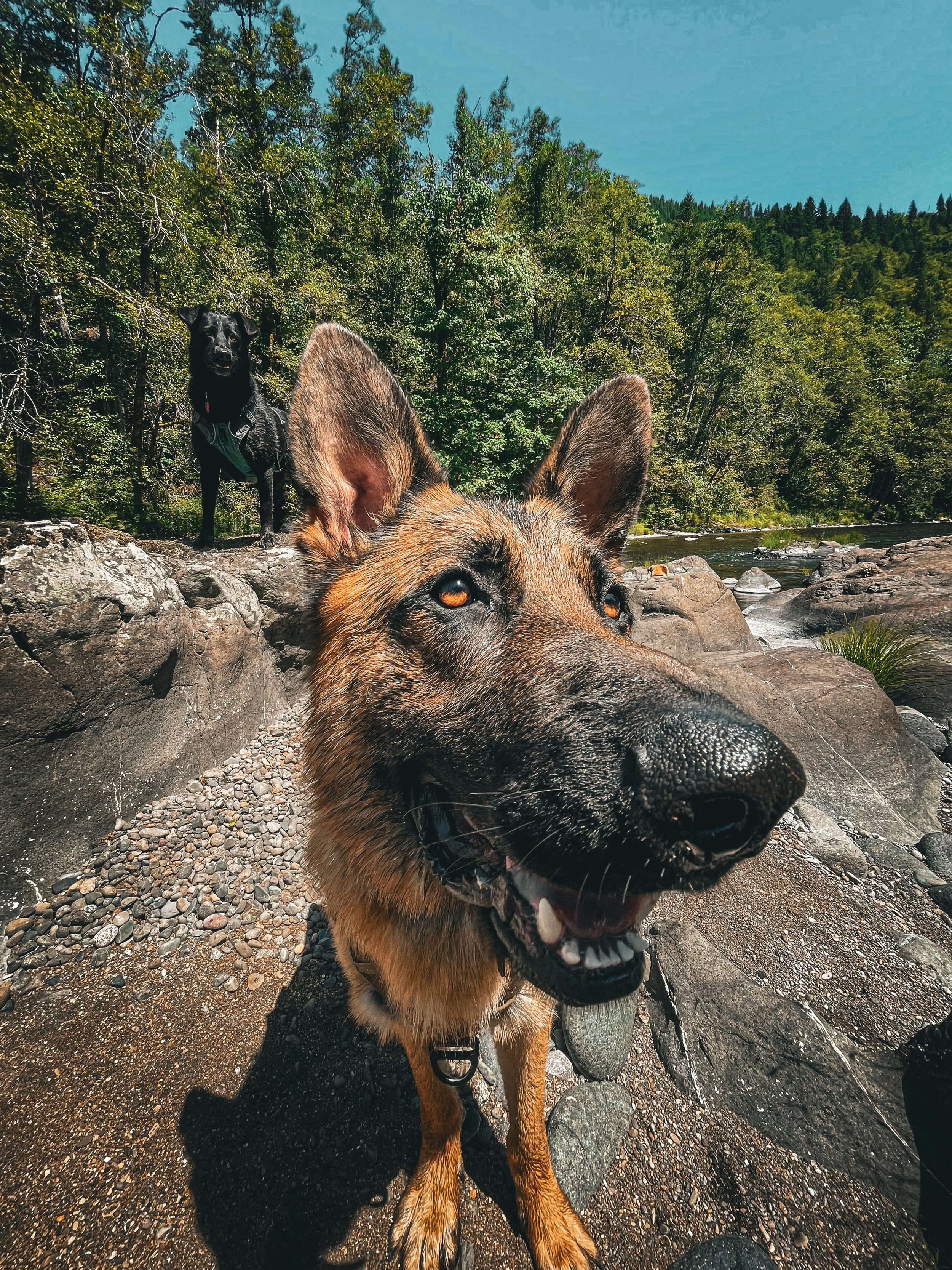 Preparing Trail-Ready Dogs: Skills for Safe, Fun Adventures in Portland and Beyond