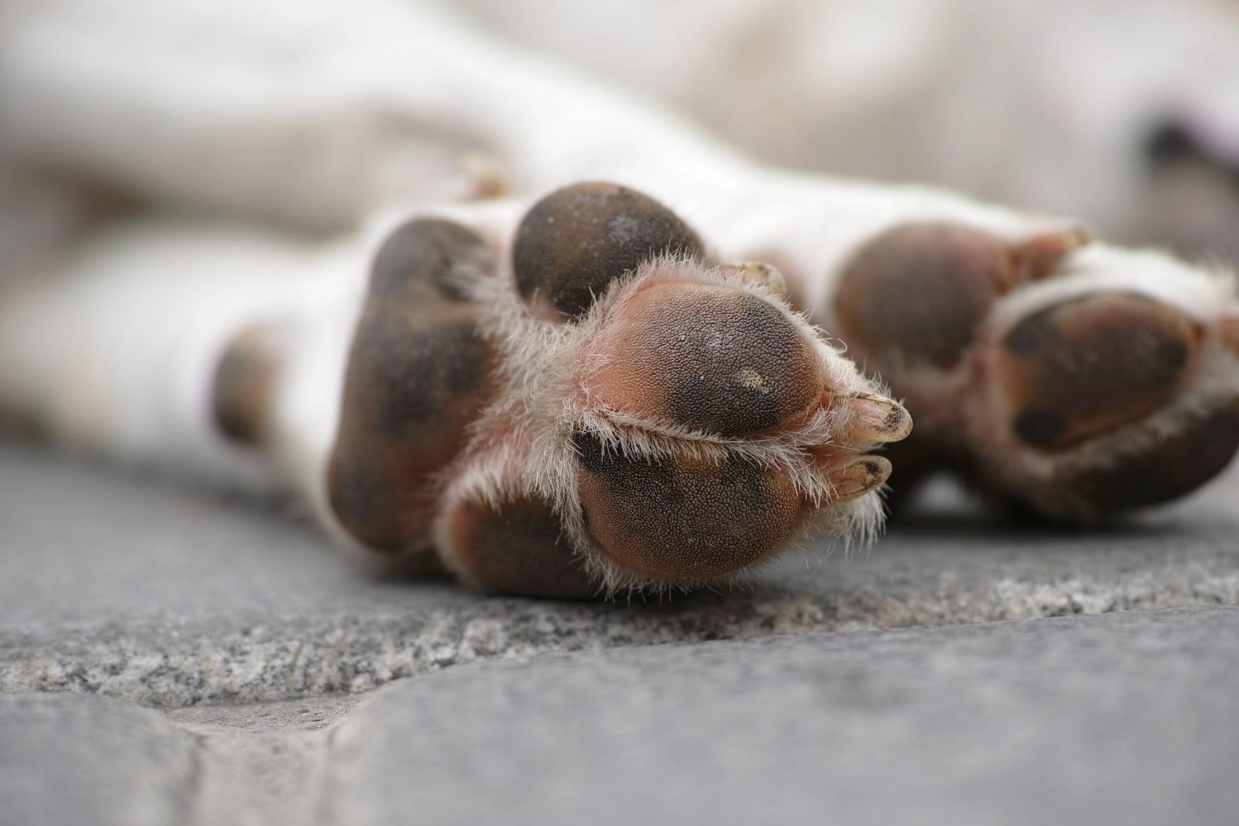 Sensitive dog paws from adventures in the PNW