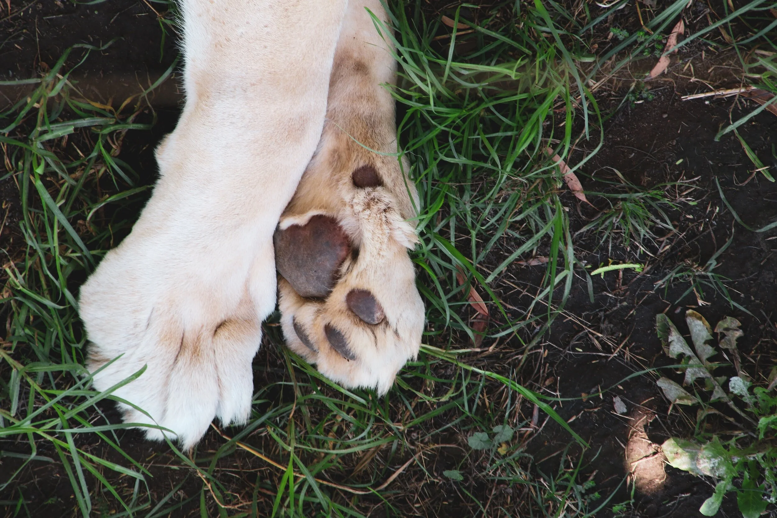 Resting in the grass, letting the paws take a break