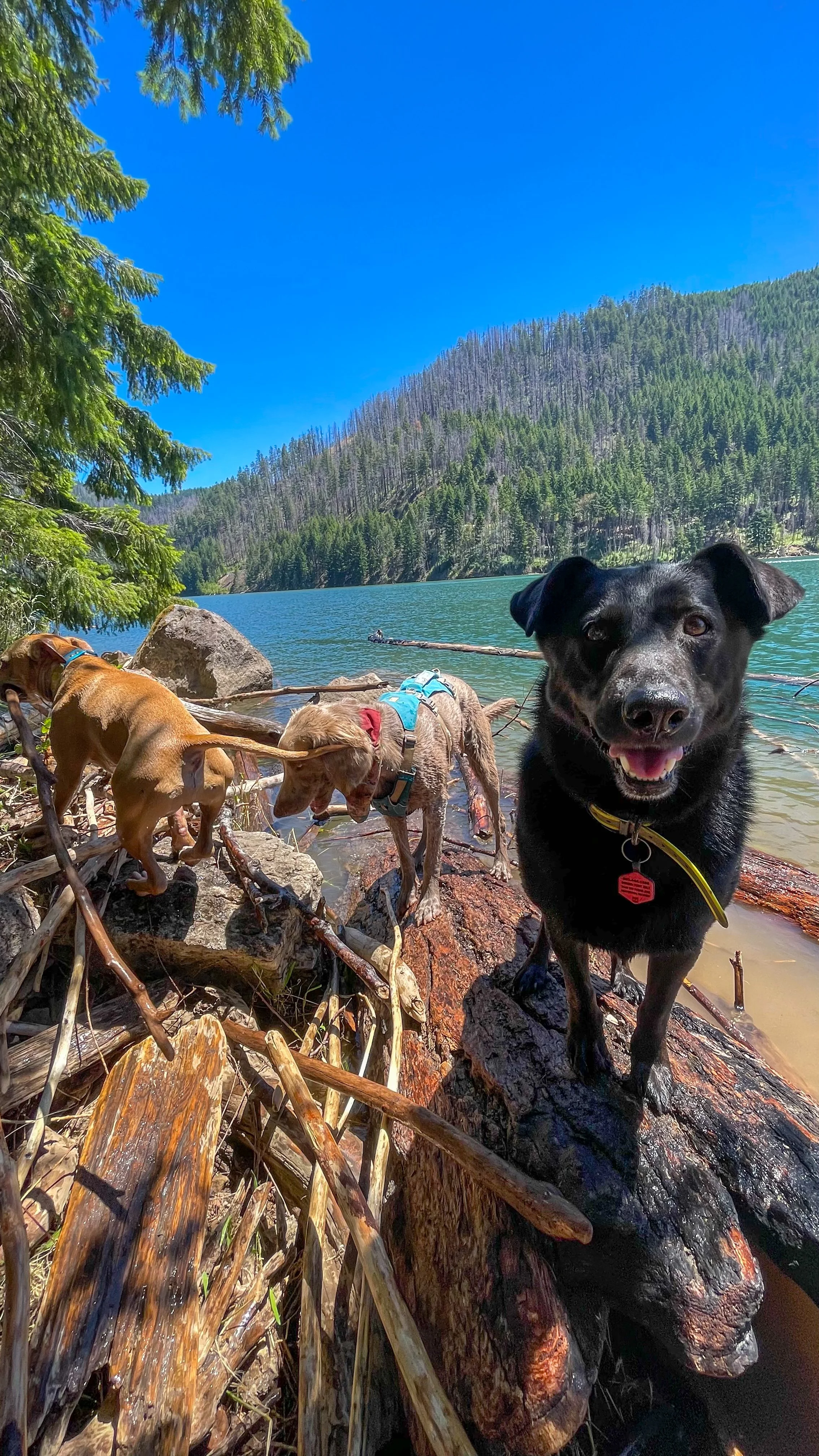 dog training portland oregon