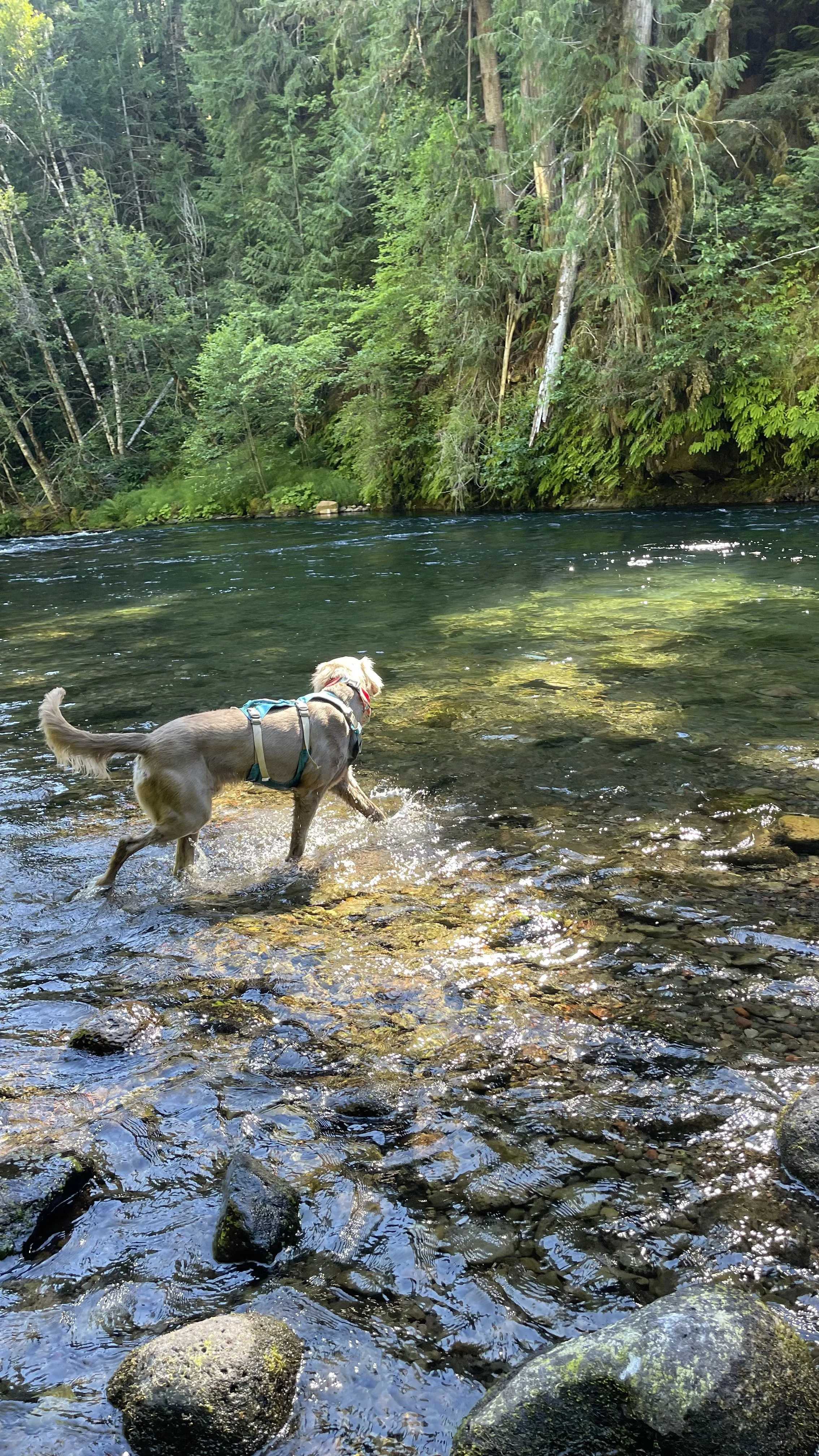 Best Dog Boarding Portland