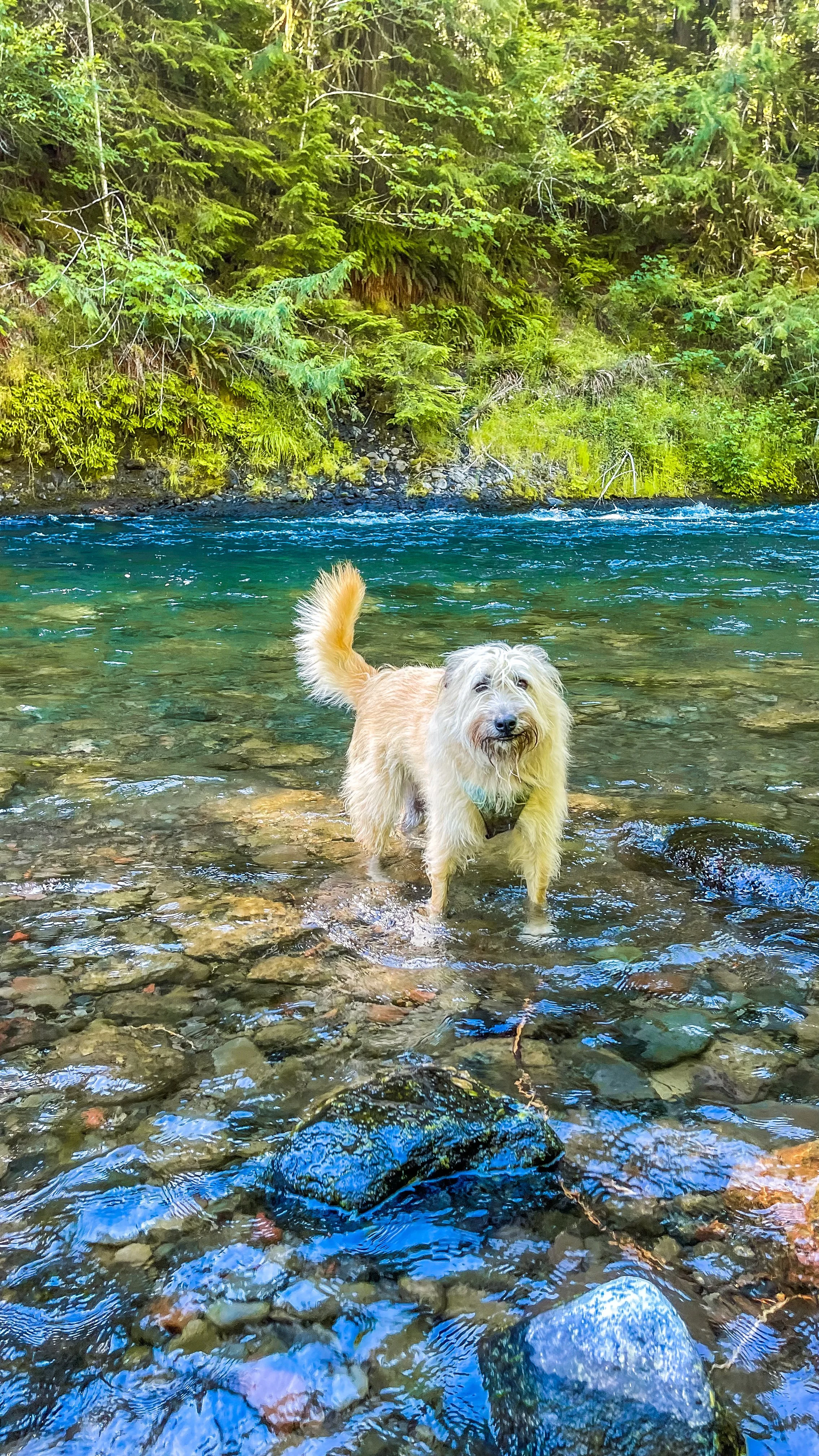 Dog Boarding Portland