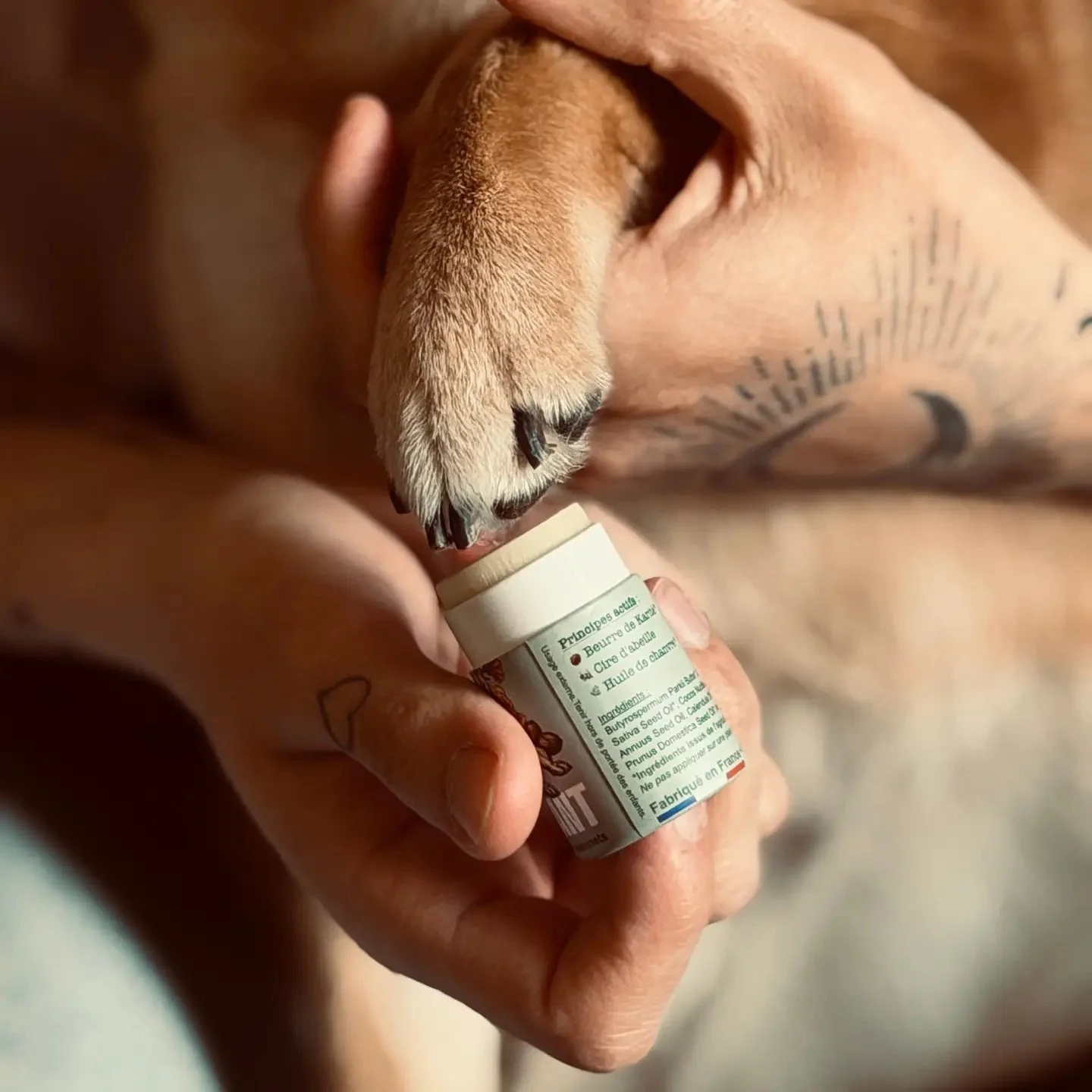 Protection des coussinets du chien