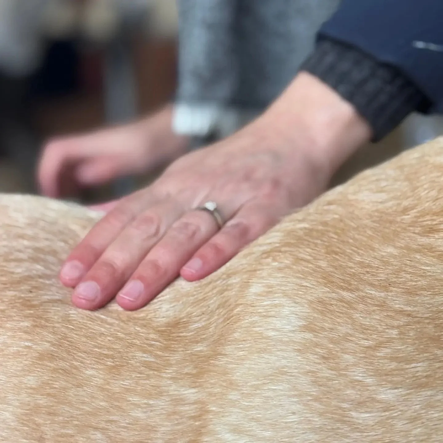 Application du sérum Nellumbo sur le pelage d'un chien