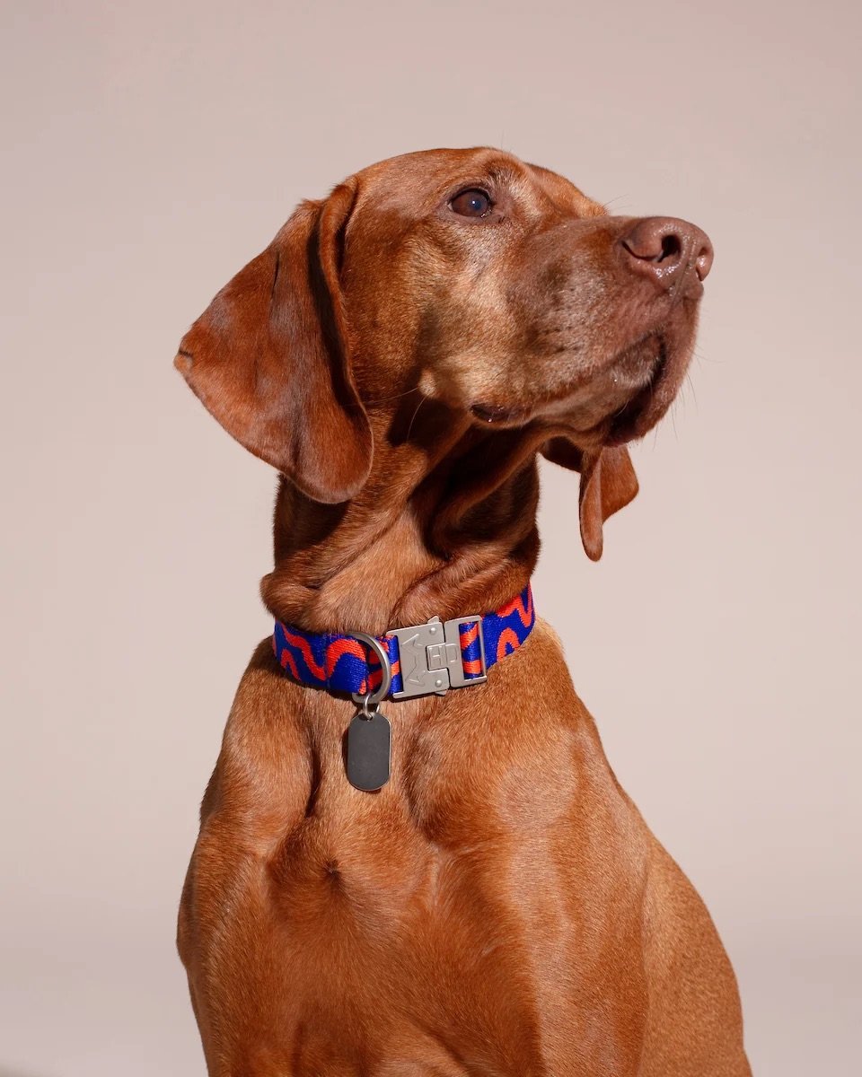 collar-rocky-electric-01.jpg