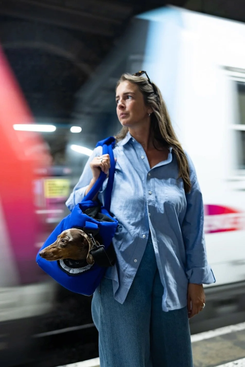 Chien installé dans un sac de transport cabine WELOCA bleu