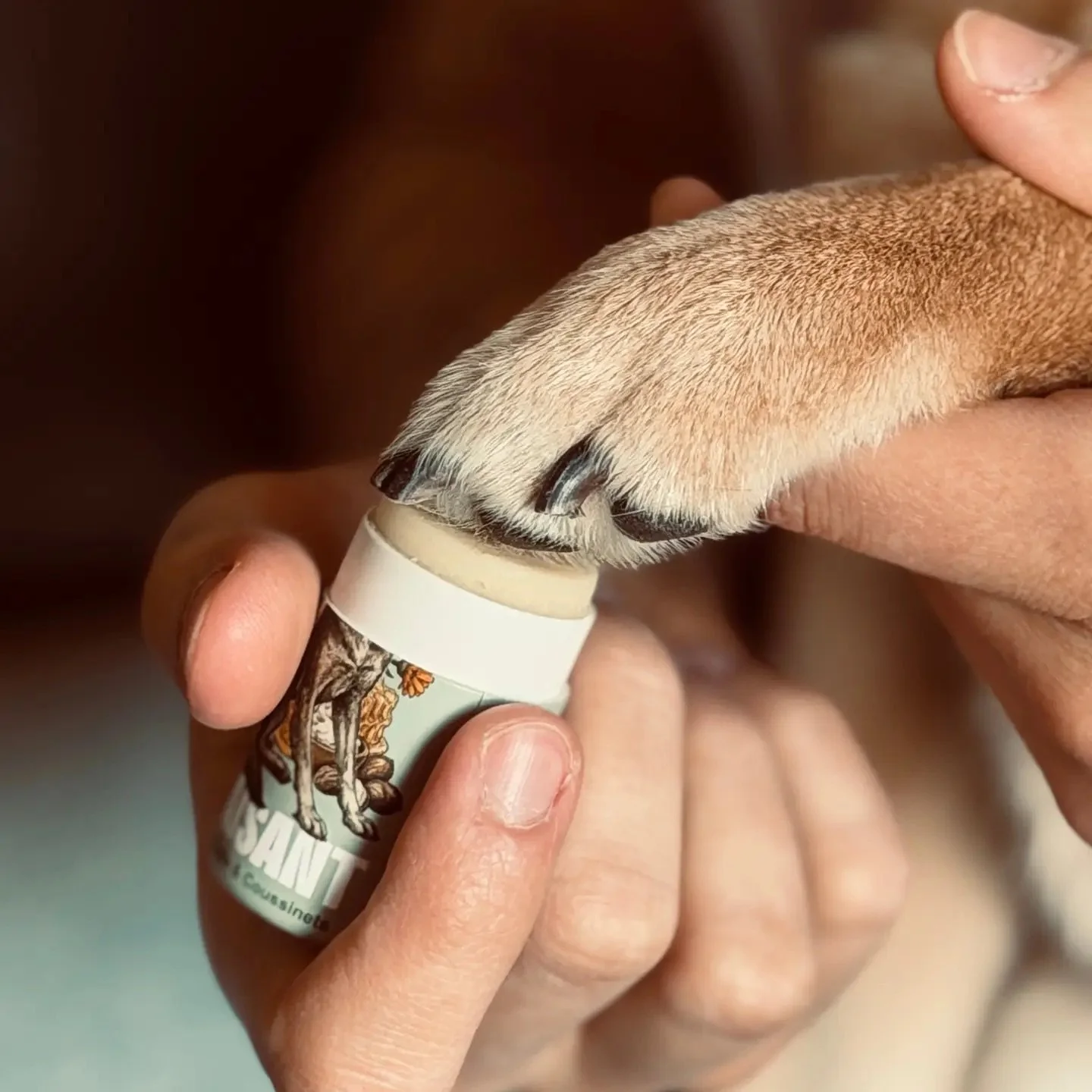 Application d'un baume protecteur sur les coussinets d'un chien