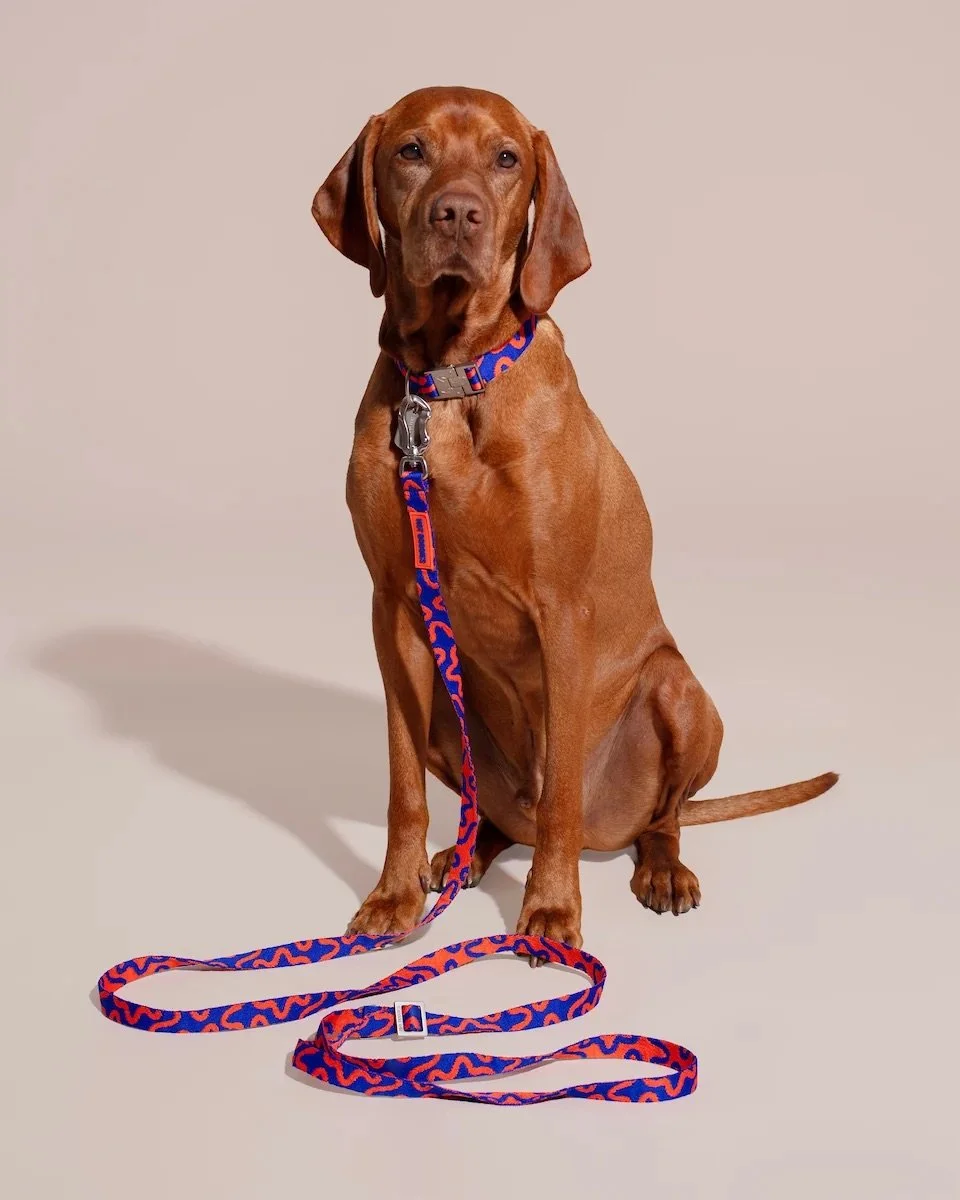 hands-free-leash-rocky-electric1.jpg
