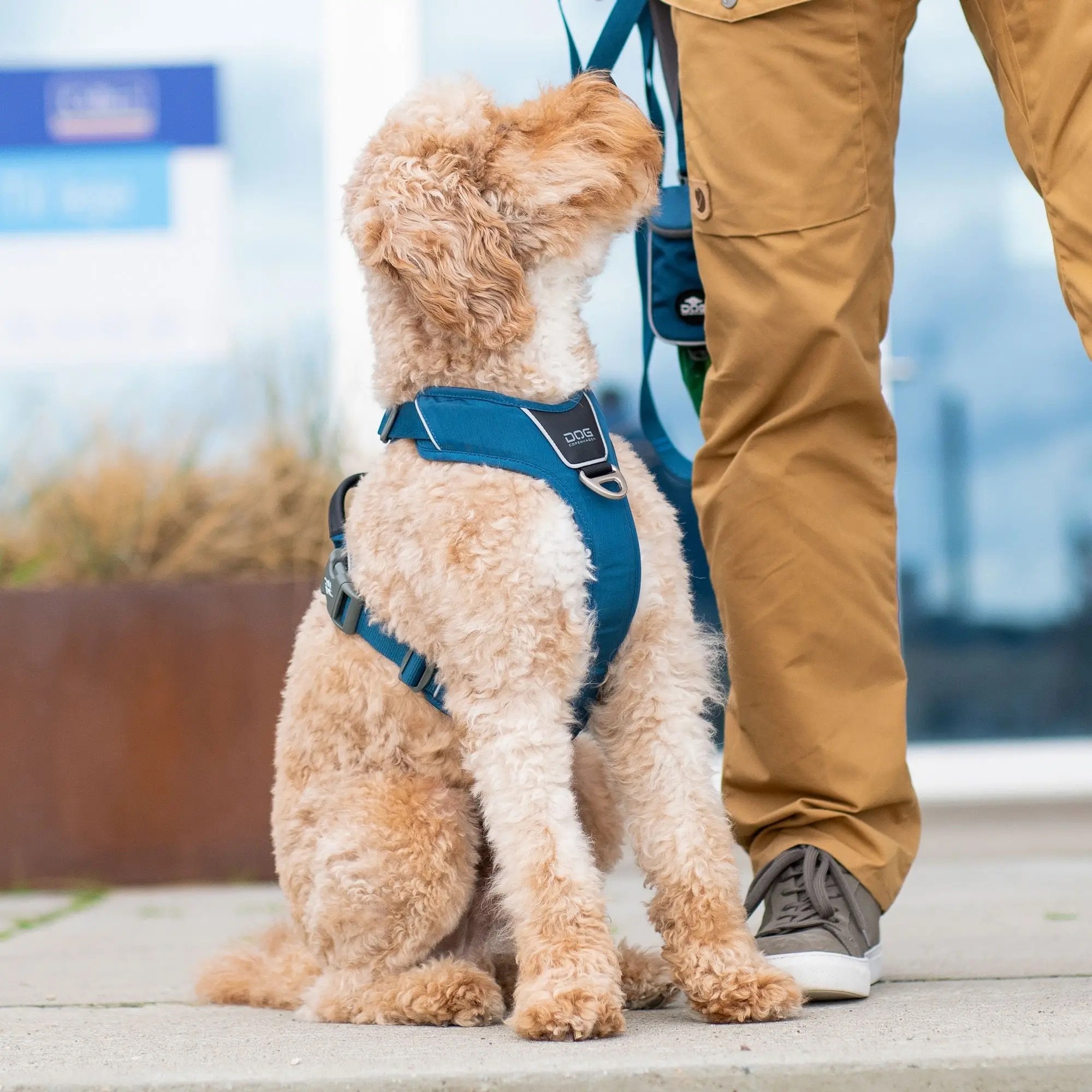 comfort-walk-pro-harnais.jpg-7.jpeg