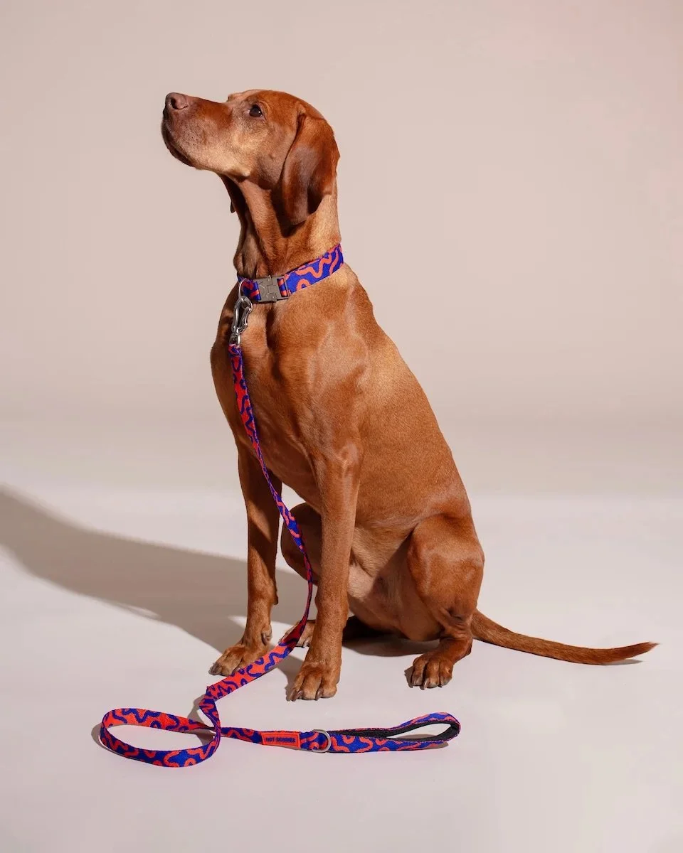 collar-rocky-electric-02.jpg