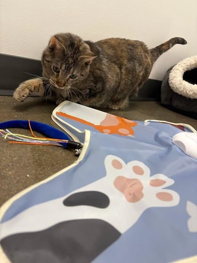 770dca1fa3ac20ed127c750242e6b94530b8ca33d4d7260509c53fe9cb33f39e 2.jpeg