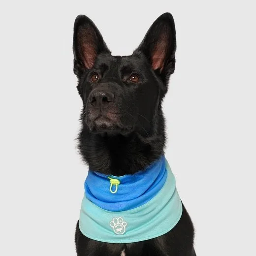 Chien portant le tour de cou rafraîchissant Max Chill Snood