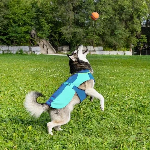 Chien portant le gilet rafraîchissant Max Chill Canada Pooch