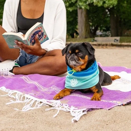 Tour de cou rafraîchissant pour chien pendant une promenade estivale