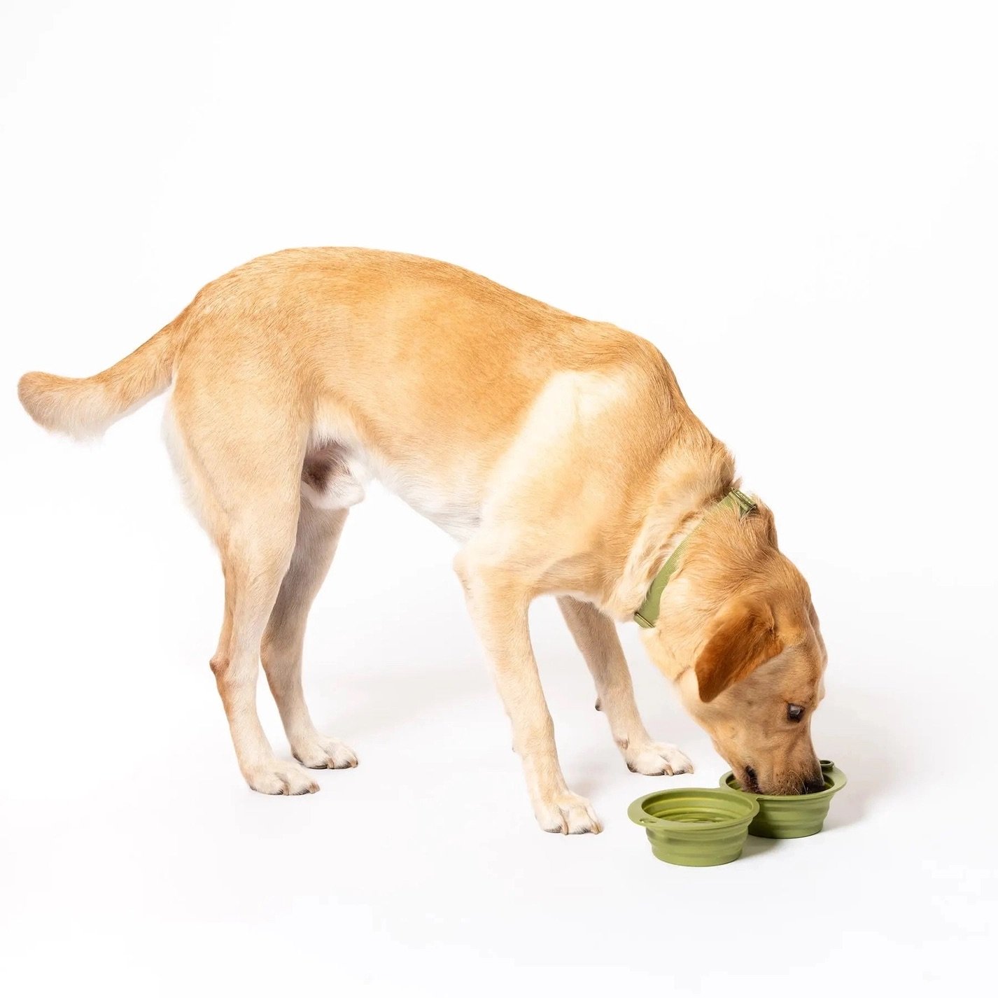 Bol pliable chien avec mousqueton AWOO