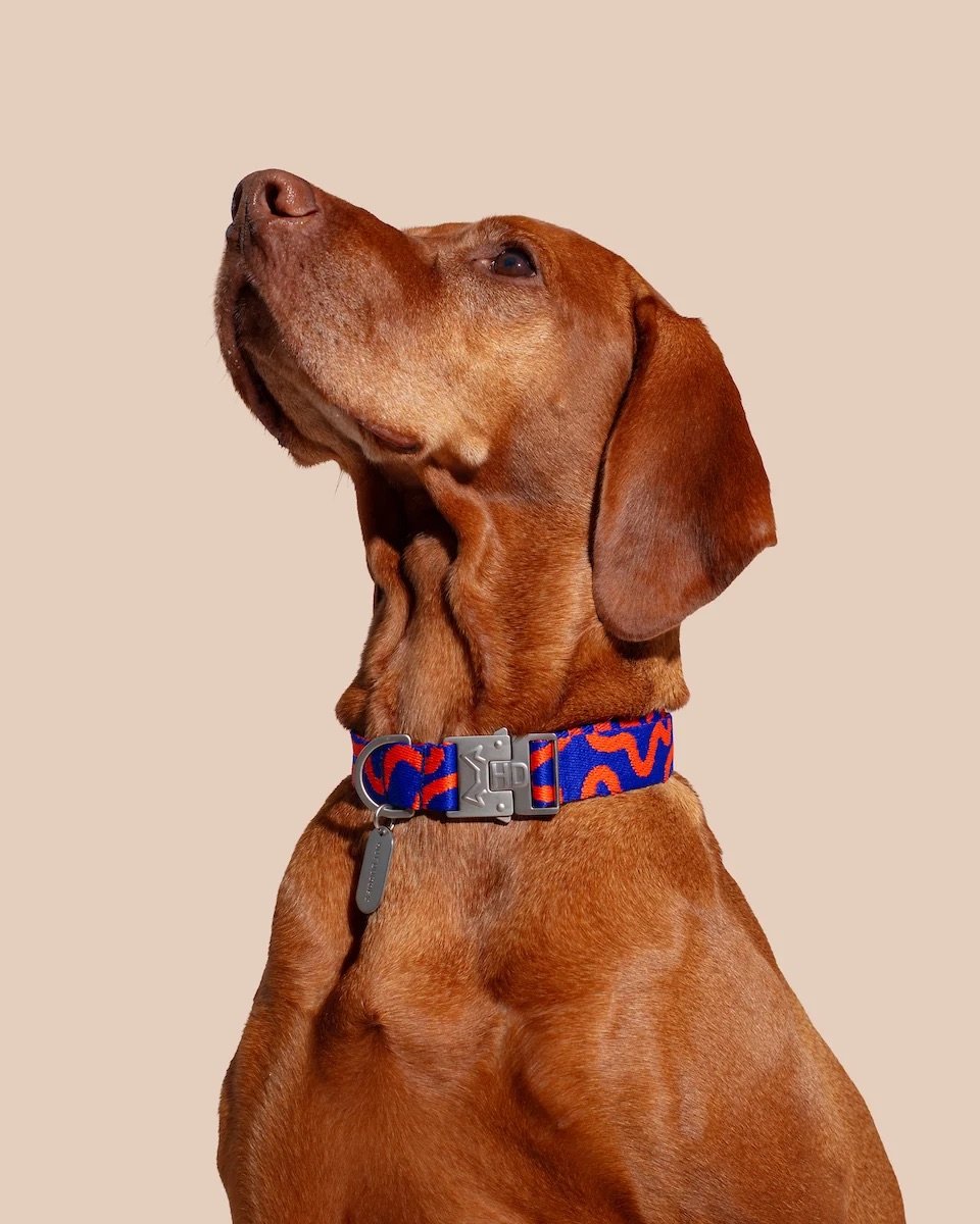 collar-rocky-electric-03.jpg-2.jpeg