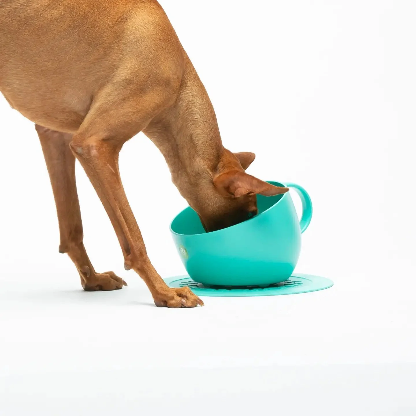 gamelle-anti-eclaboussure-chien-eau.jpg