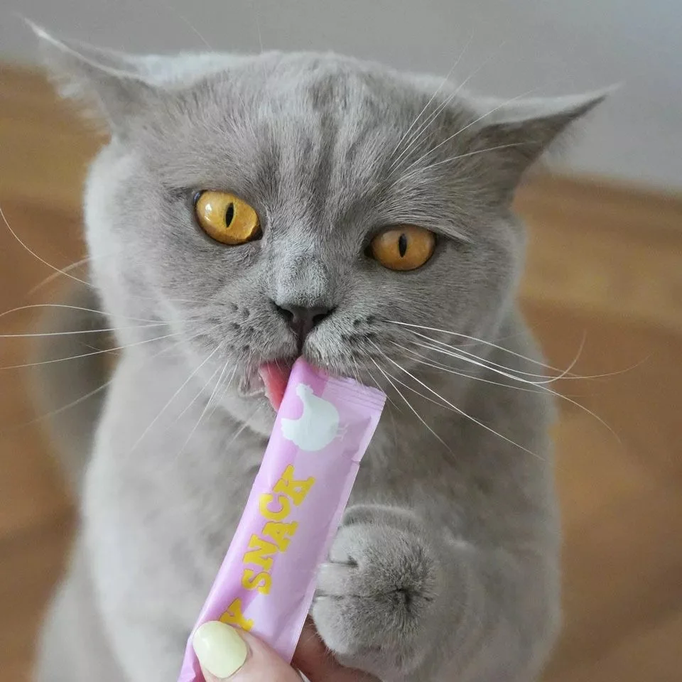 20240916_wow_cat_creamy_snack_huhn.jpeg