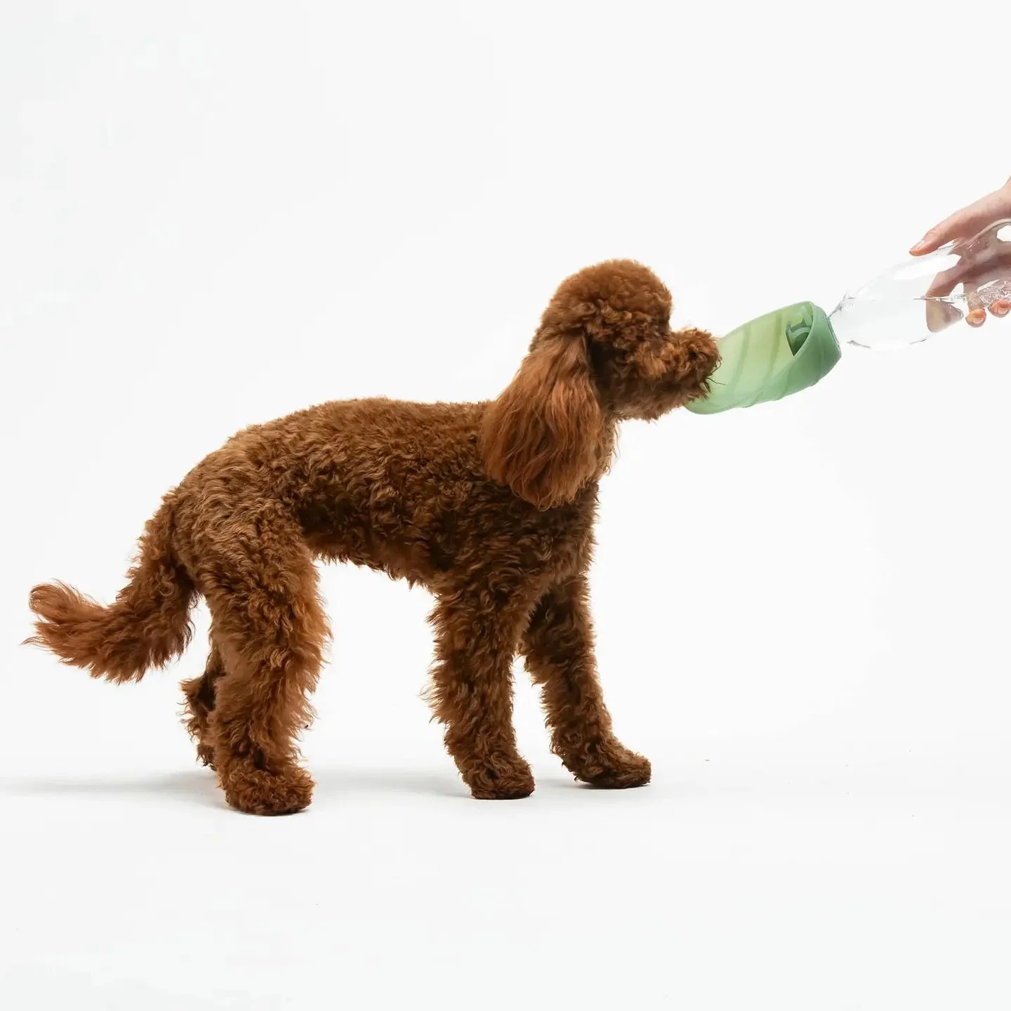 Gourde chien 500 ml United Pets