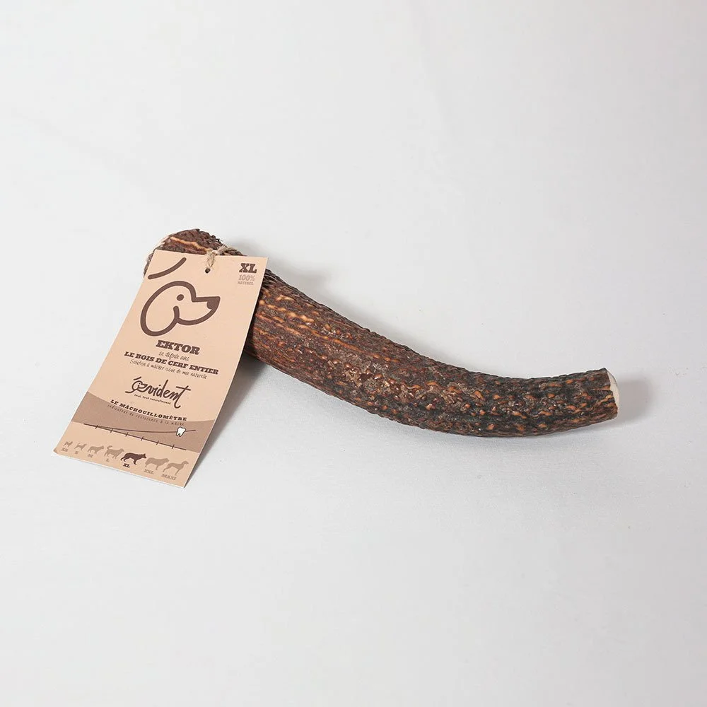 EVIDENT - Bois de cerf EKTOR