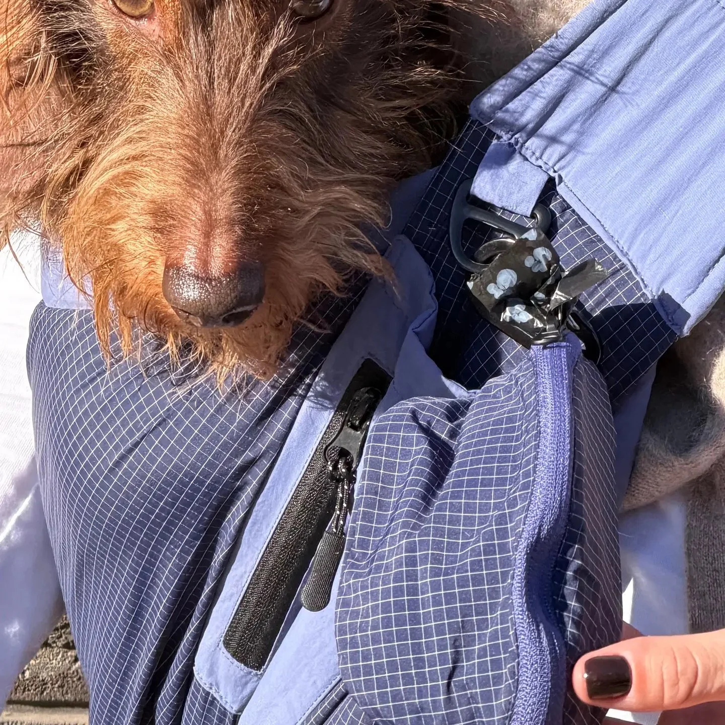 pochette-balade-chien-weloca.jpg