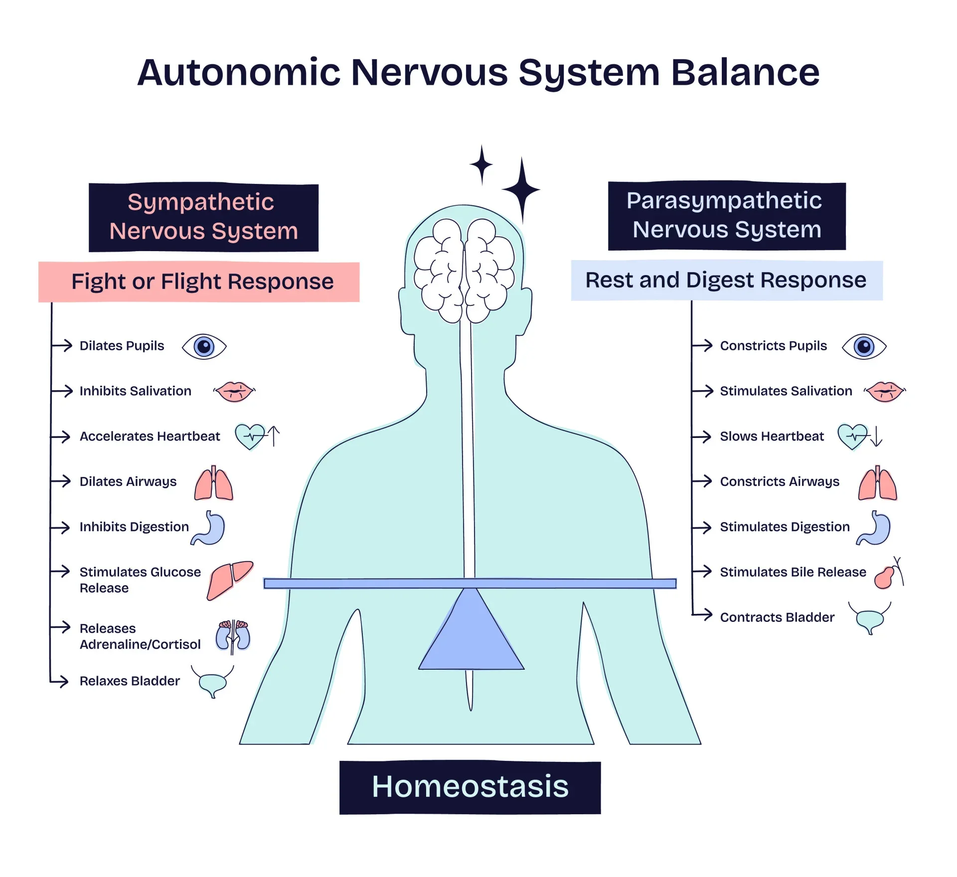 https://www.simplypsychology.org/sympathetic-vs-parasympathetic-nervous-system.html