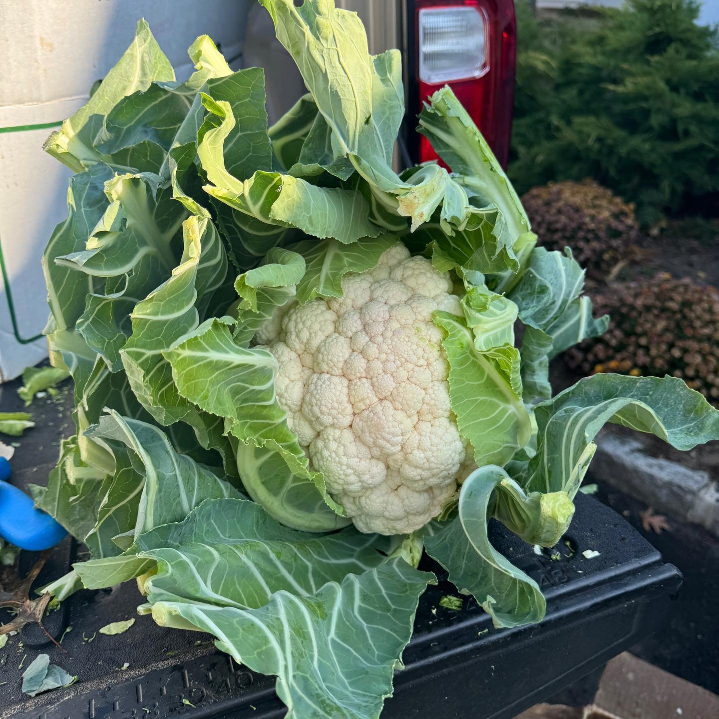 WE JUST ROLLED IN WITH AN AMAZING BOUNTY FROM ANDERSON&rsquo;S FARMS IN RIVERHEAD!

For those that don&rsquo;t know, Richard Anderson isn&rsquo;t just a local farmer, he and his family are legends.
And we are beyond proud to both know, and support hi
