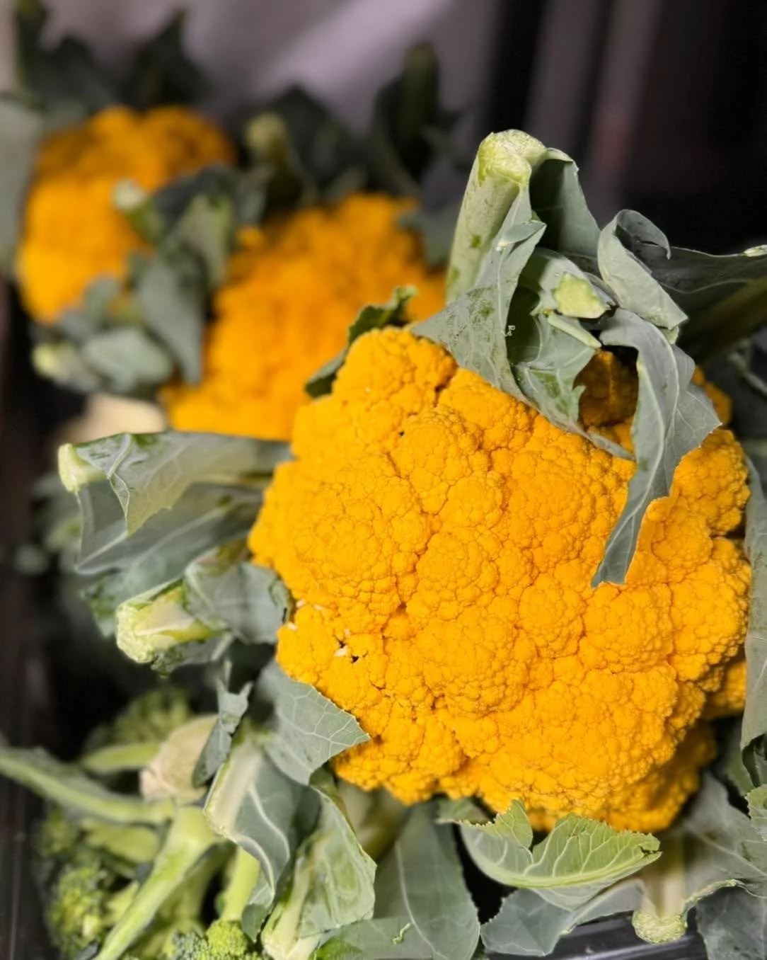 NEW CHEDDAR CAULIFLOWER has arrived! When local produce surprises you in the best way, you know it’s going to be a gouda day 💛 Vibrant, fresh, and straight from Deer Run Farms in Manorville! @deerrunfarmsny @deerrunfarmstand
#northfork #north