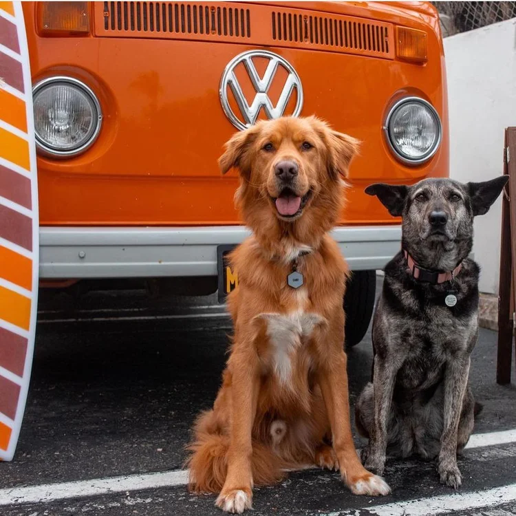 Dog Friendly Parks & Beaches in Encinitas, Ca