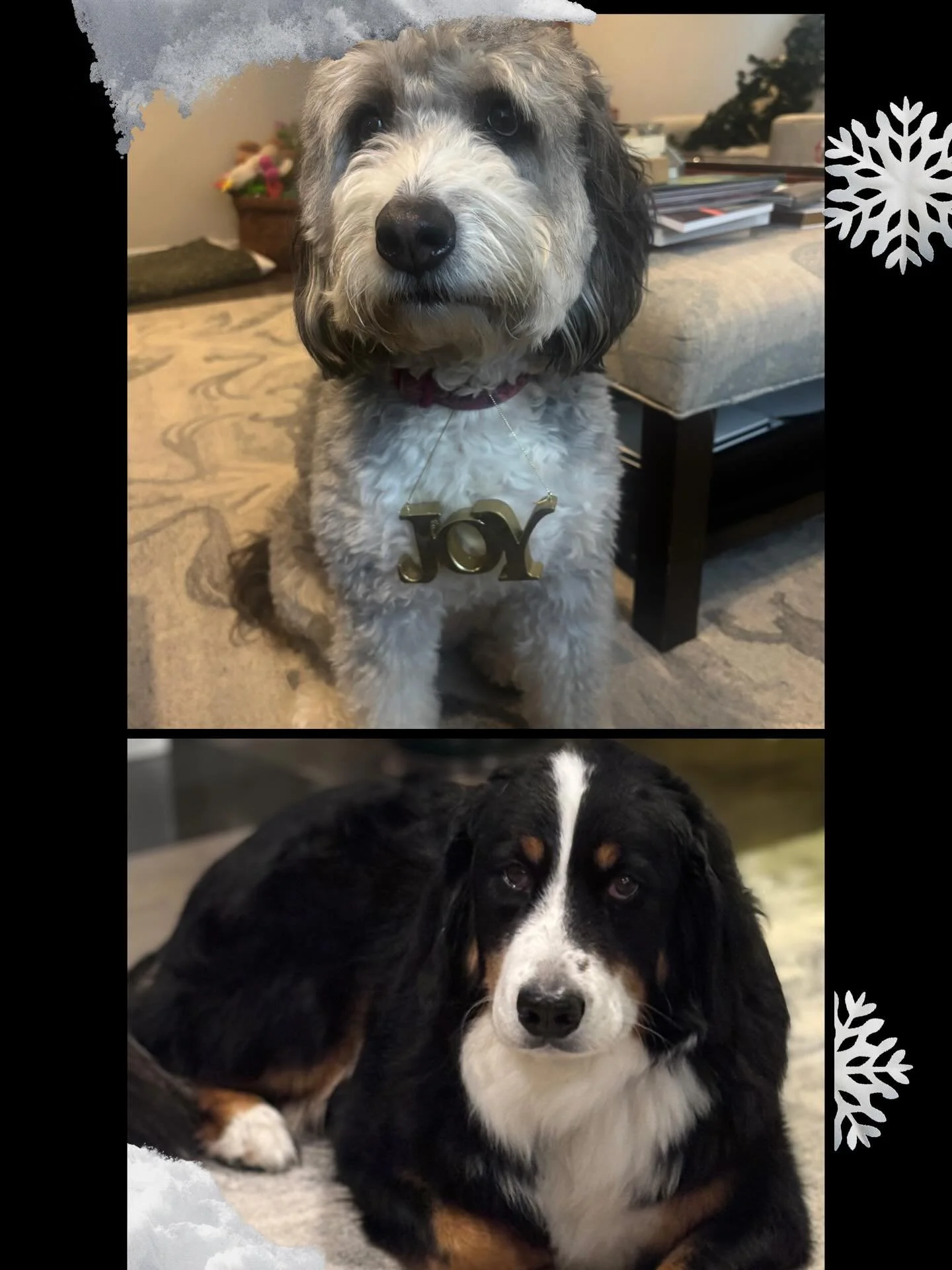 May your holidays be filled with Joy&hellip;and Milo 😁

#happyholidays #dogs #bernedoodle