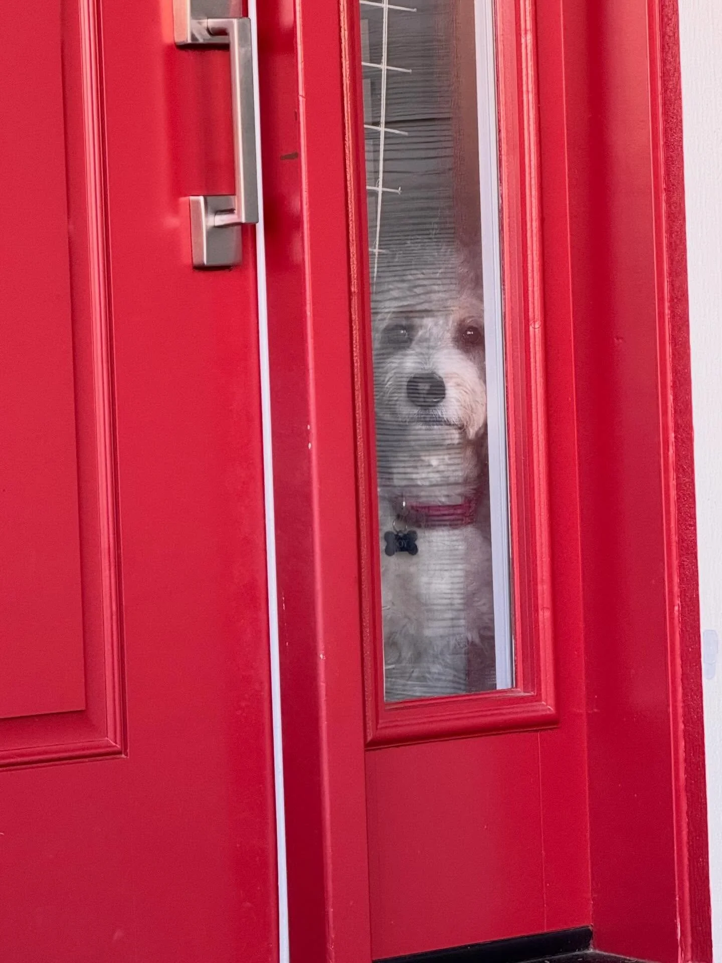 Every move you make, every step you take, I&rsquo;ll be watching you. And barking&hellip;a lot. 🐶 

#doglife #bernedoodle #disneydogs