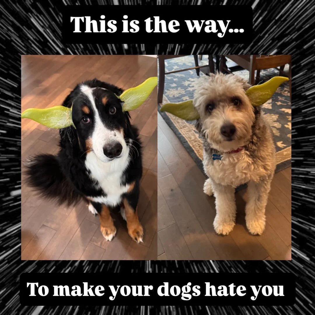 To celebrate the release of The Mandalorian &amp; Grogu, the Creed dictates that Yoda ears must be worn by all&hellip;This is the way 🤣

Full disclosure&mdash;treats were provided after the photos were taken.

@starwars @themandalorian @disney #this