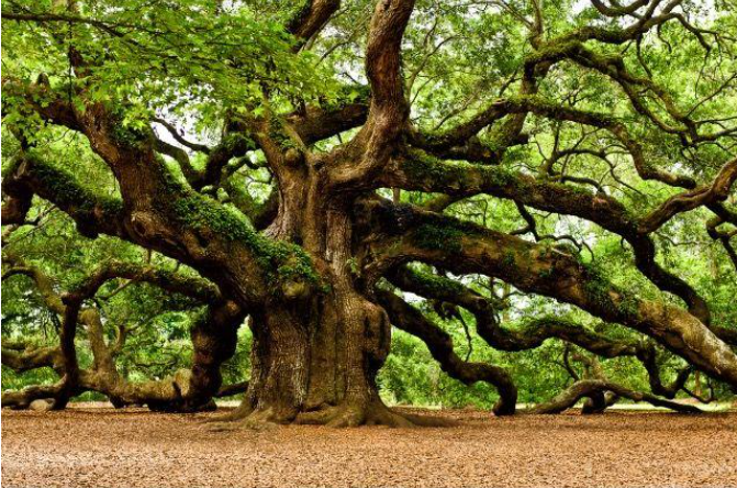 A terebinth tree