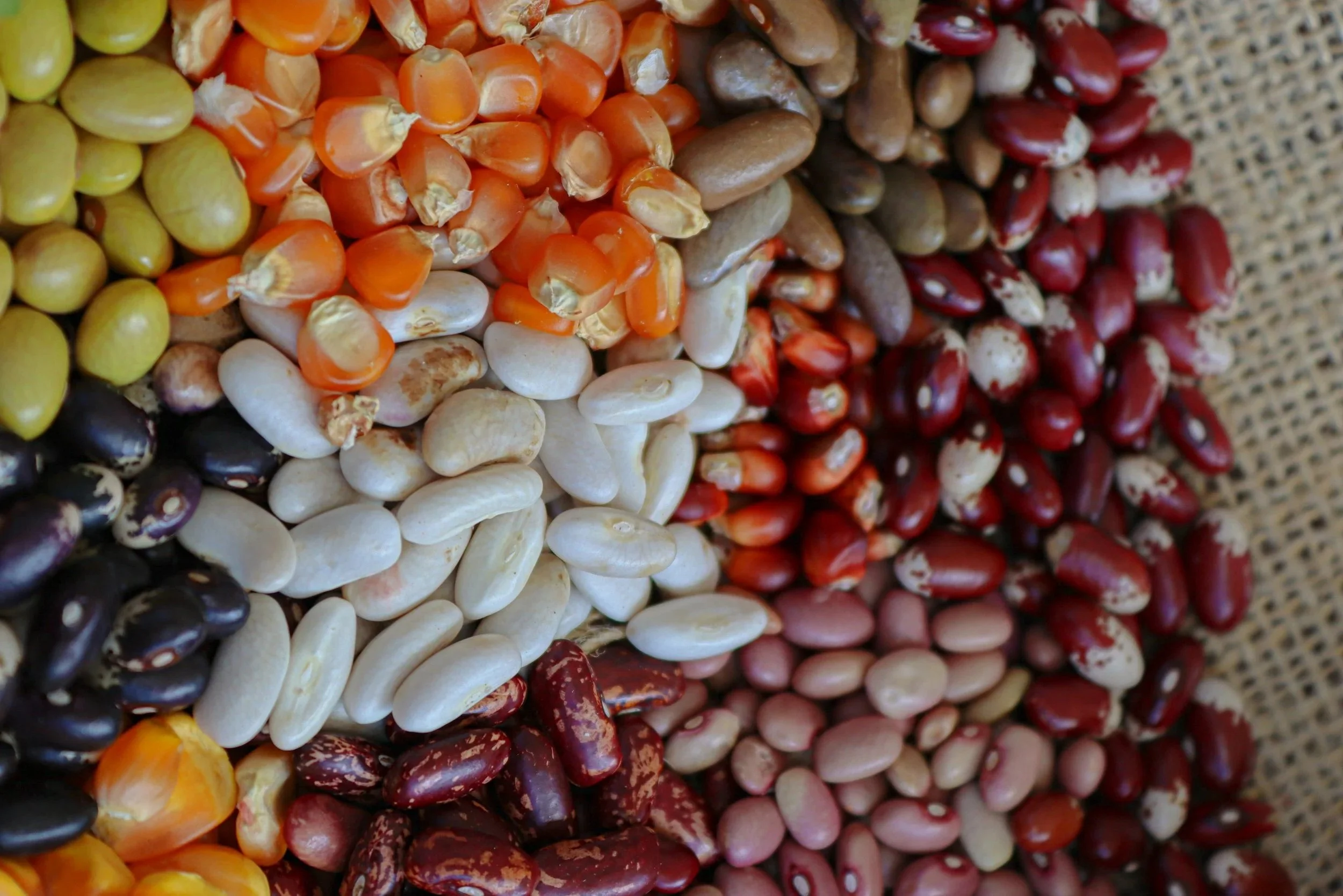 ccredited practising dietitian in Melbourne reviewing kidney blood results