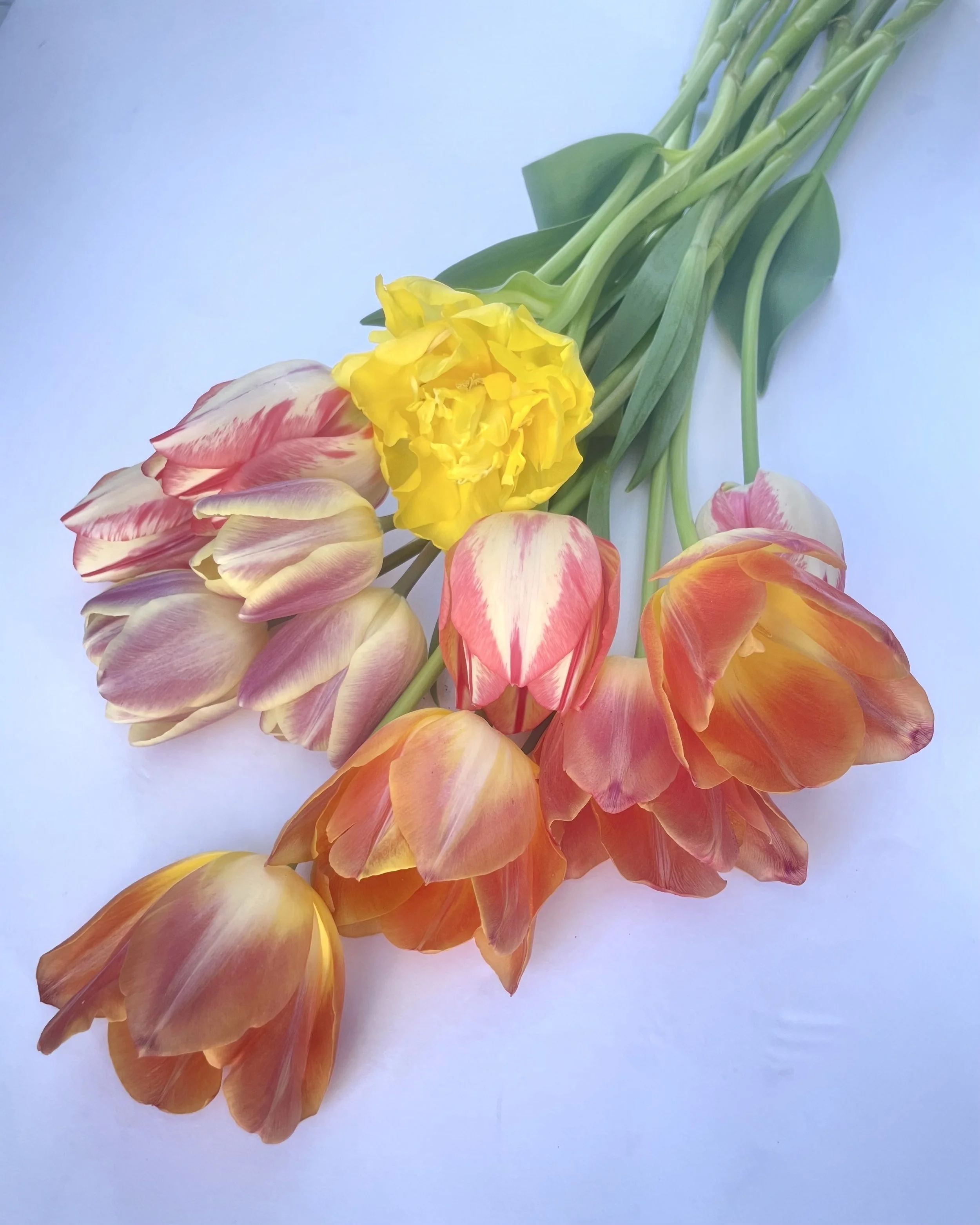 Tulip_12_orange.jpg