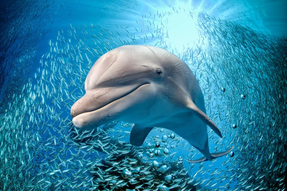 dolphin-underwater.jpg