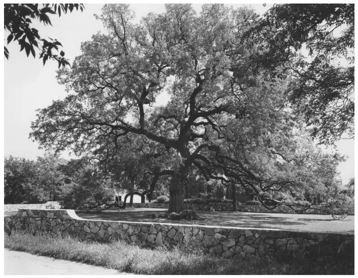 Historic 1941 black and white photograph of the Treaty Oak landmark in Austin, Texas, featuring its majestic, wide oak canopy.