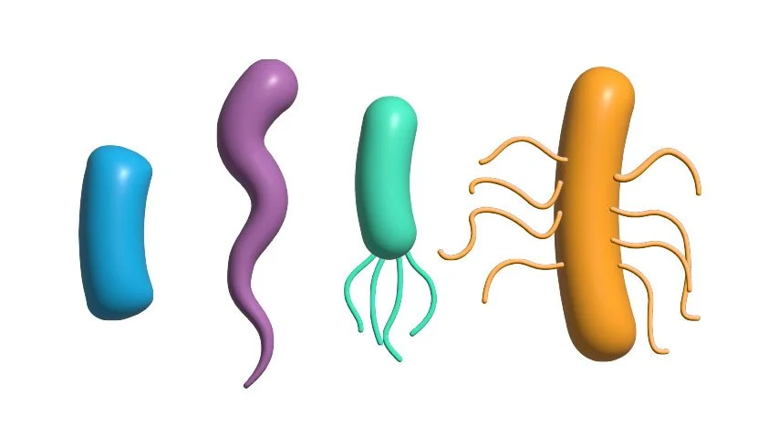 Base Character Shapes