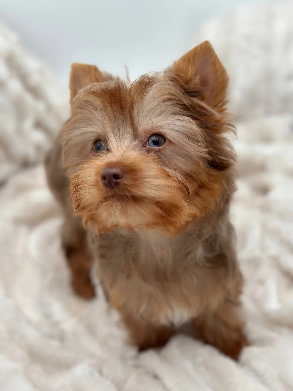 Choco merle yorkshire terrier cheap