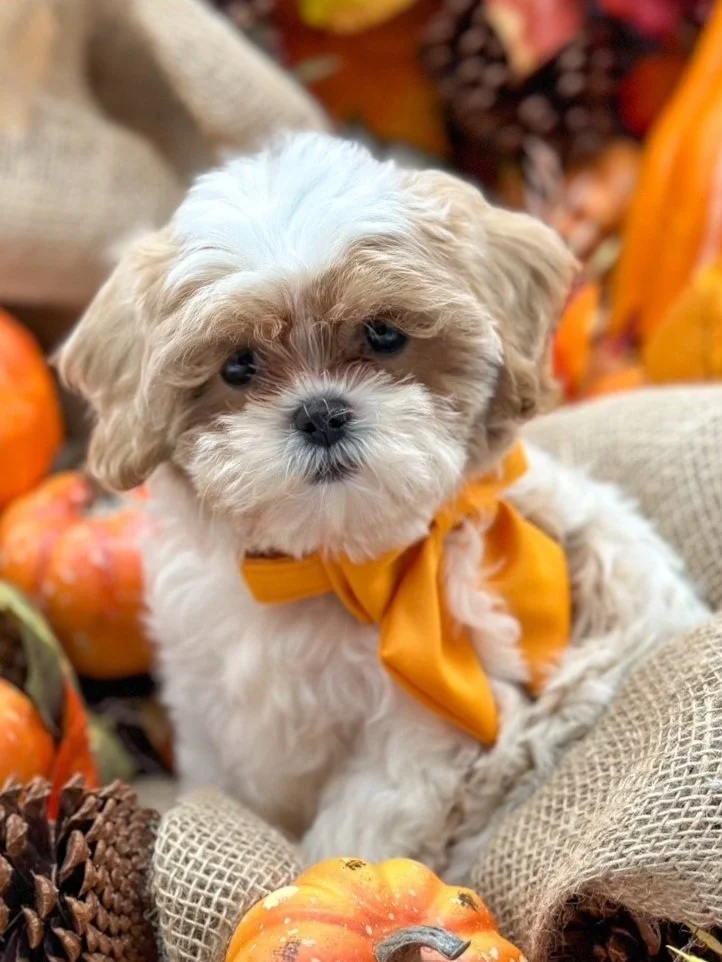 shih poo m 1.jpg