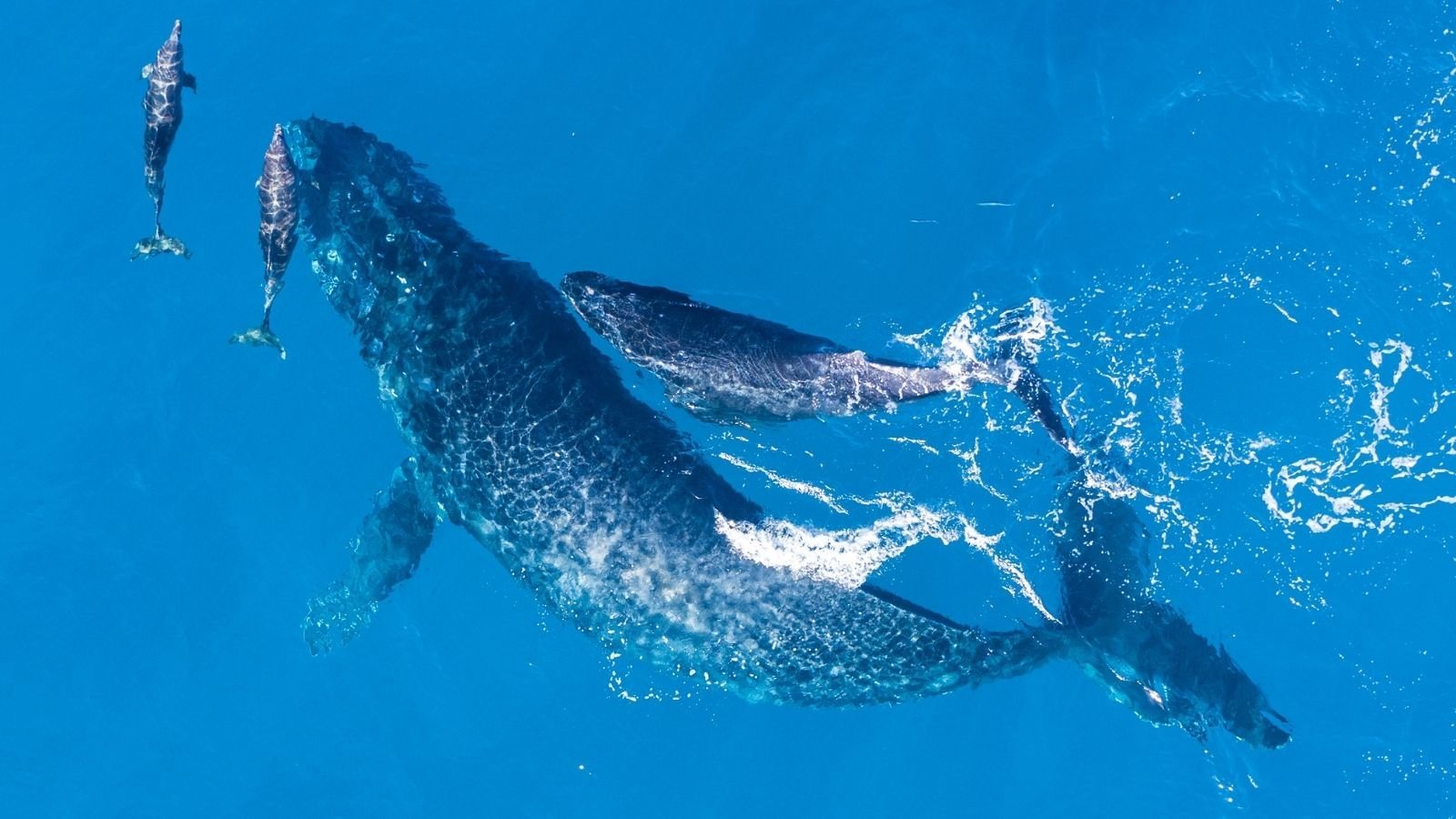 whales.jpeg