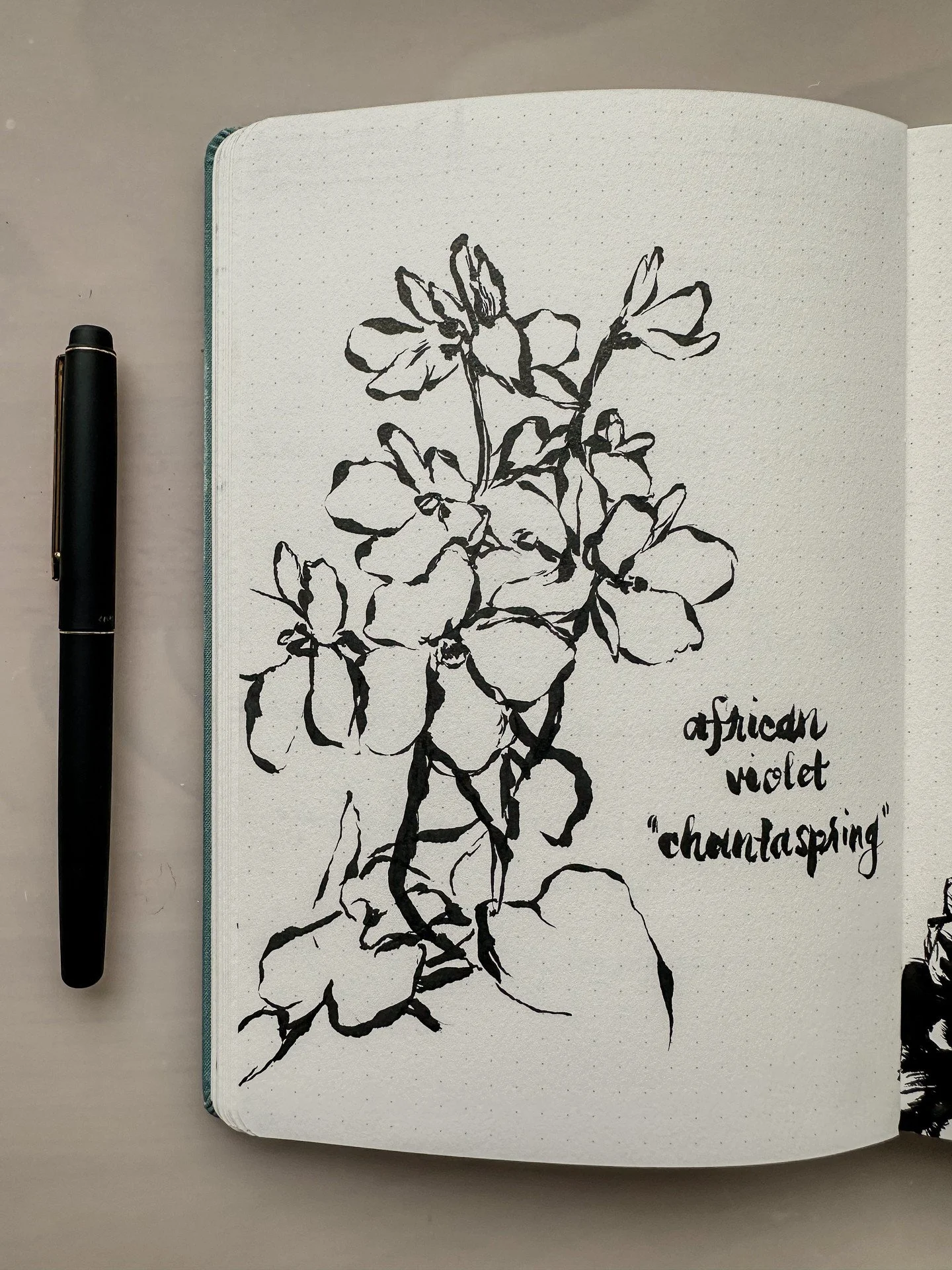 Playing with different brush pens&hellip; Do you prefer one over the other? Can you tell which one(s) I did first? 😉 #originalart #sanfranciscoartist #bayareaart #womenartists #brushpen #penandink