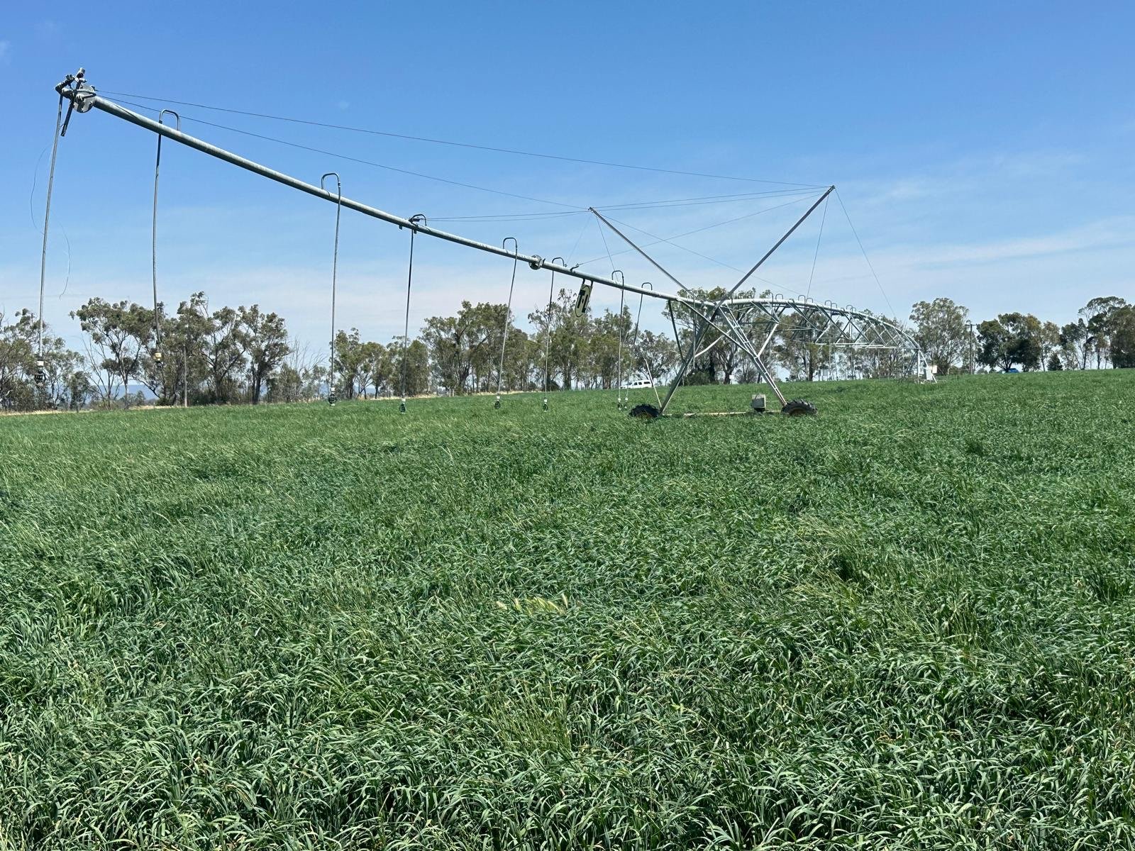 Irrigator pic.jpg