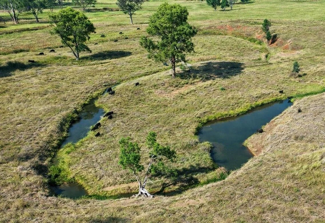 creek tree crop.jpg