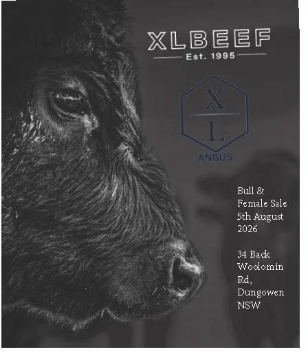 XL Beef Angus Bull &amp; Female Sale 