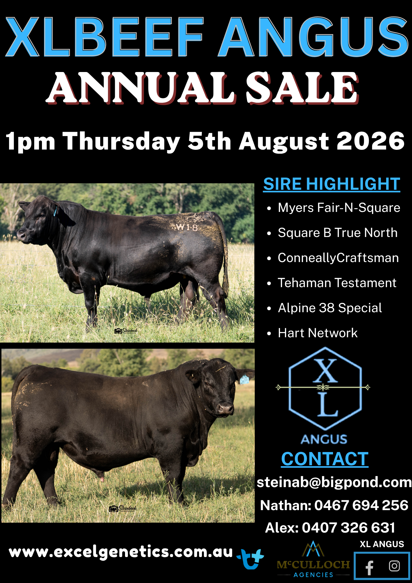 XL Beef Angus Bull &amp; Female Sale 